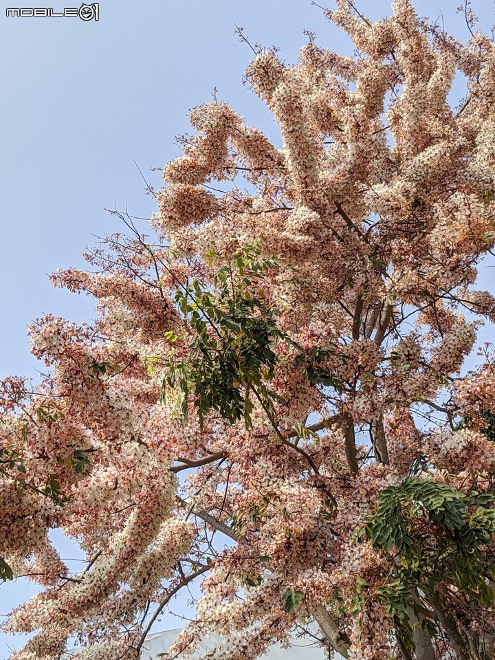 花旗木 台南市永康區忠孝運動公園 03/20