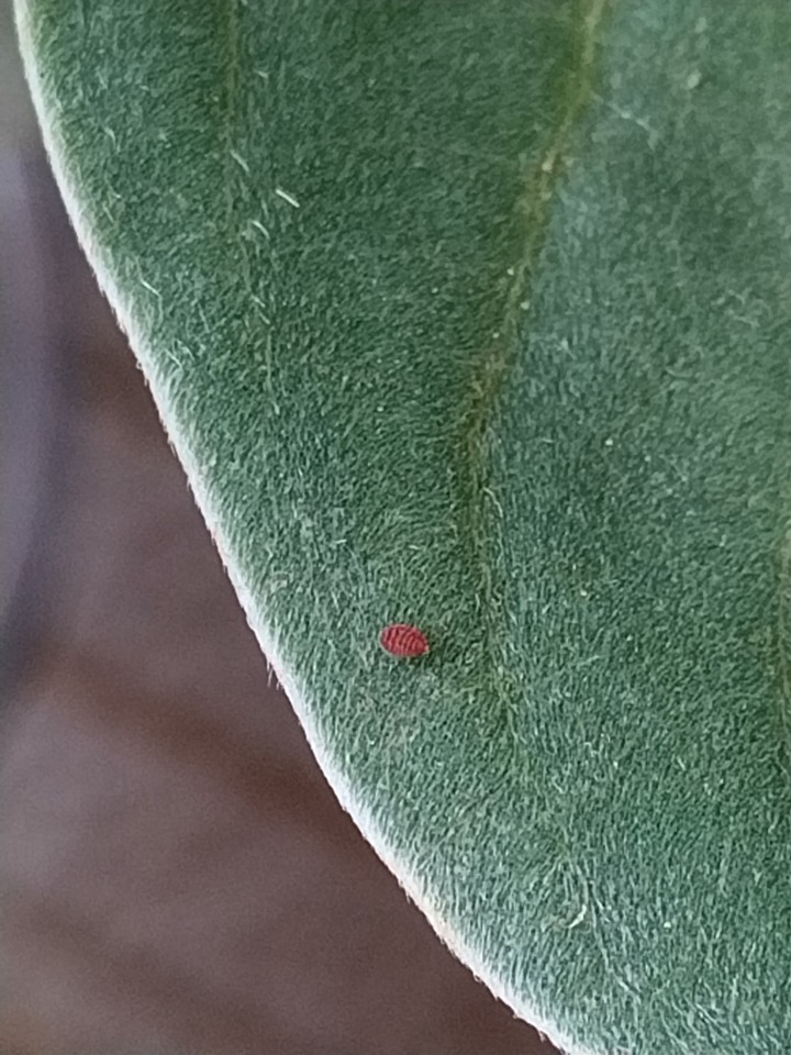 請問這是什麼蟲?
