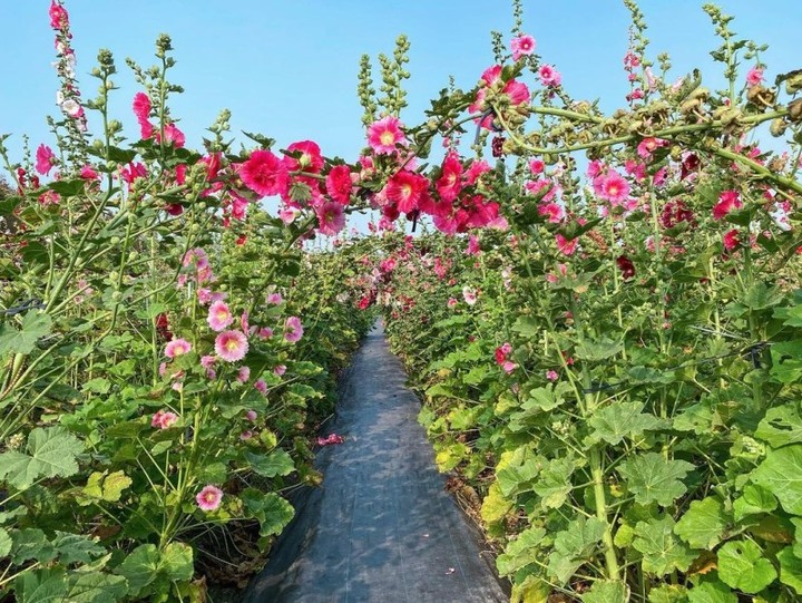 全台最大的蜀葵花迷宮！彰化田中2.5公頃花海迷宮繽紛盛開中