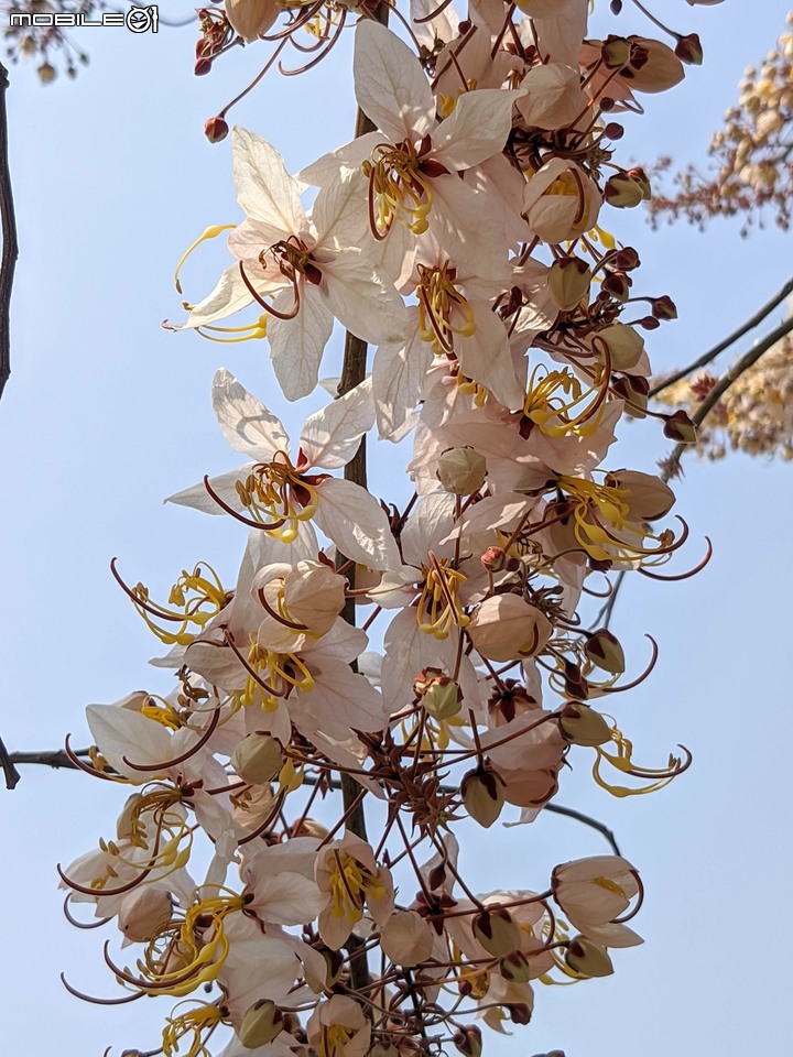 花旗木 台南市永康區忠孝運動公園 03/20