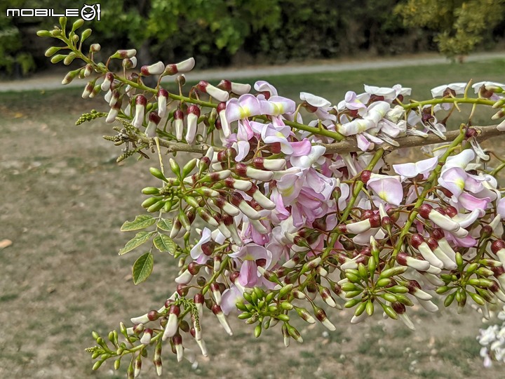 苦楝+南洋櫻 台南市安平區湖濱水鳥公園 03/06
