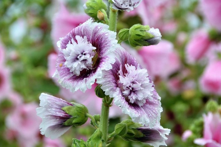萬株花海爭奇鬥艷！員林蜀葵花季免費入園，憑發票再抽電視！