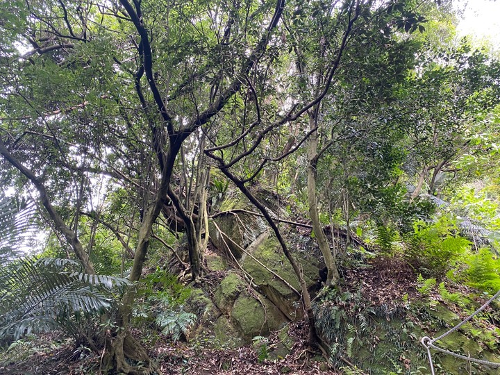 新北鶯歌｜孫龍步道-牛灶坑山-鶯歌石．鶯歌地名的由來，親子路線推薦