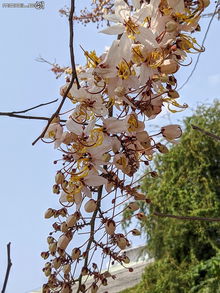 花旗木 台南市永康區忠孝運動公園 03/20