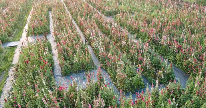全台最大的蜀葵花迷宮！彰化田中2.5公頃花海迷宮繽紛盛開中