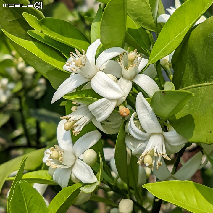 兔兒菜+柑橘花 台南市佳里區佳福寺 02/27