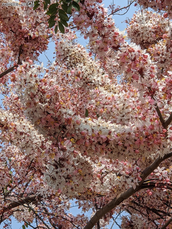 花旗木 台南市永康區忠孝運動公園 03/20