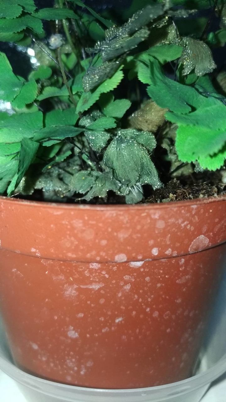 求助鐵線蕨病了