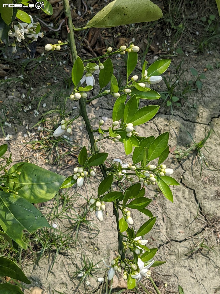 兔兒菜+柑橘花 台南市佳里區佳福寺 02/27