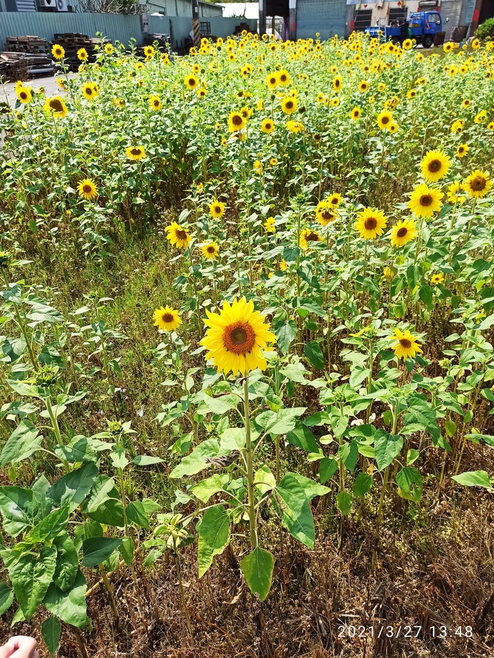 台中潭子盛開的向日葵花田