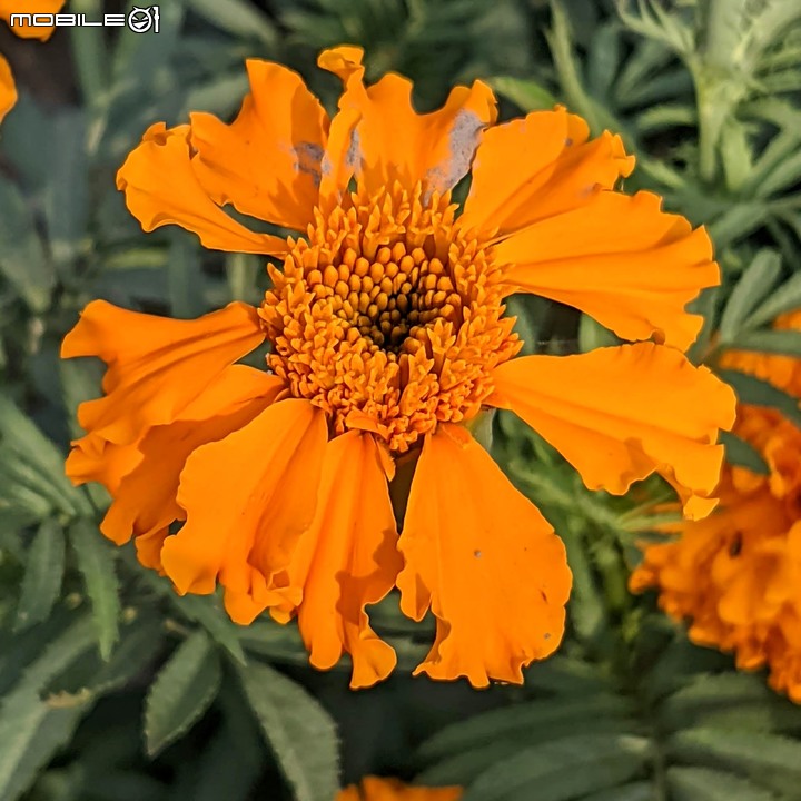 蜀葵花 台南市學甲區光華里 03/20