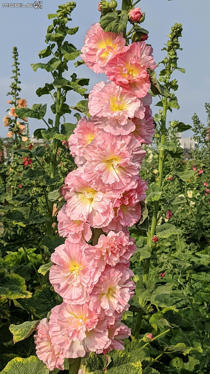 蜀葵花 台南市學甲區光華里 03/20