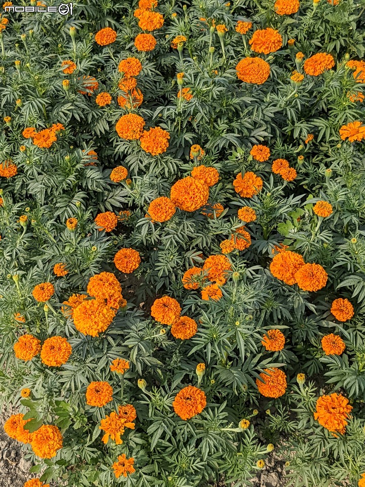 蜀葵花 台南市學甲區光華里 03/20