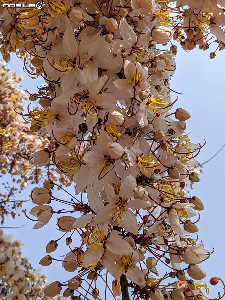 花旗木 台南市永康區忠孝運動公園 03/20