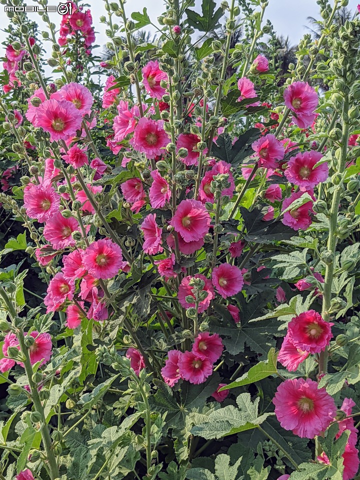 蜀葵花 台南市學甲區光華里 03/20