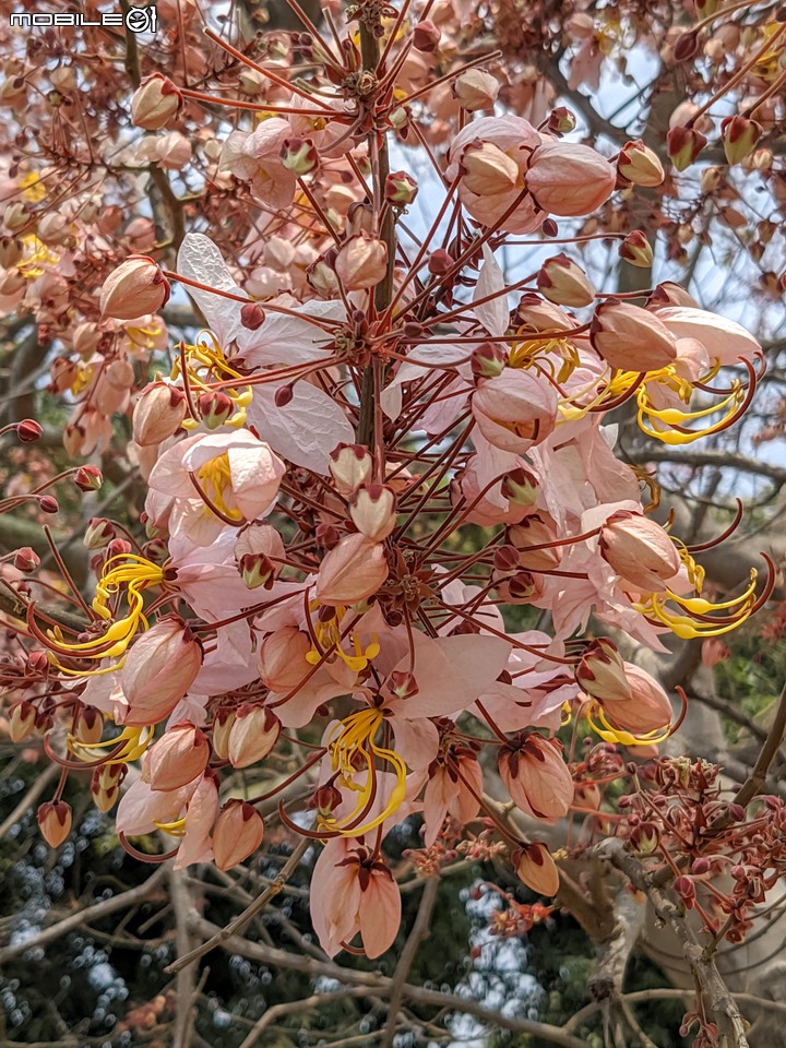 花旗木 台南市永康區忠孝運動公園 03/20