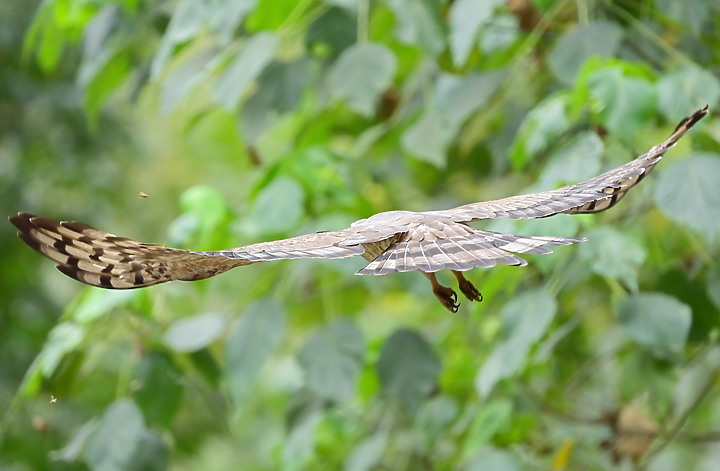 點我看大圖 Nikon D6+556PF蜂鷹的追焦,以D6立下的追焦標準,樂見將來Z9能超越這標準。