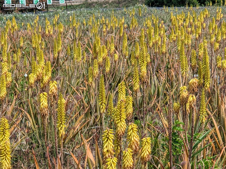 蘆薈花 台南市安南區清新蘆薈園 03/13