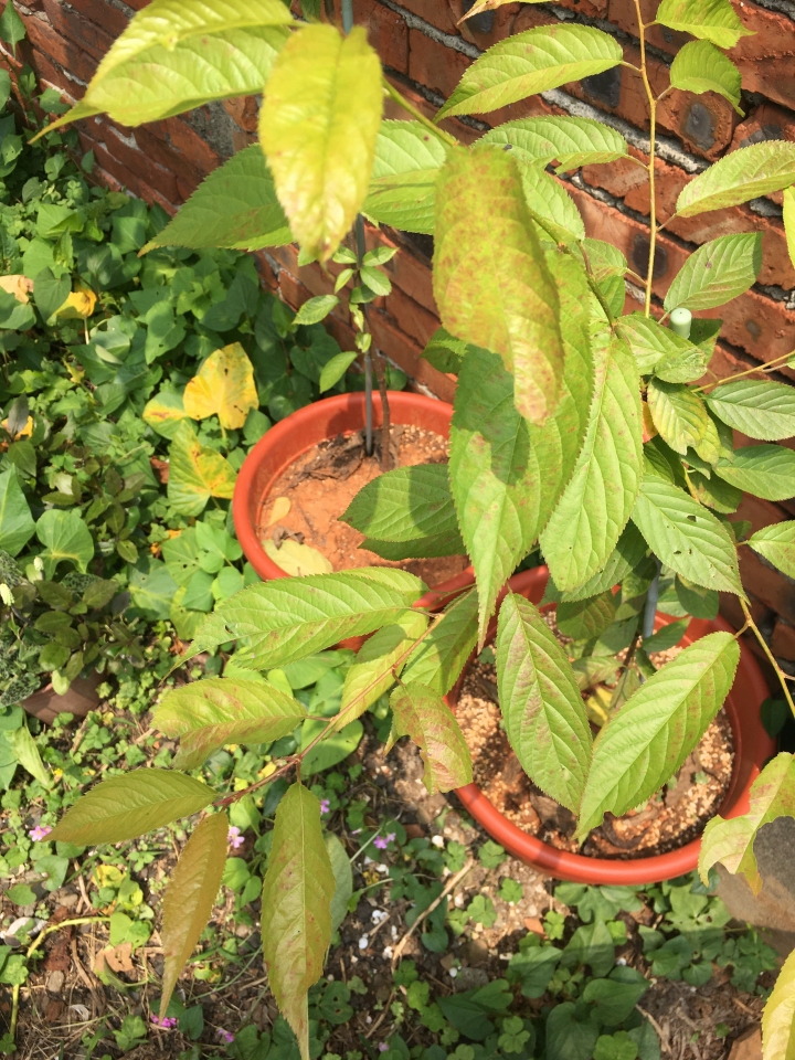 櫻花苗葉子紅褐
