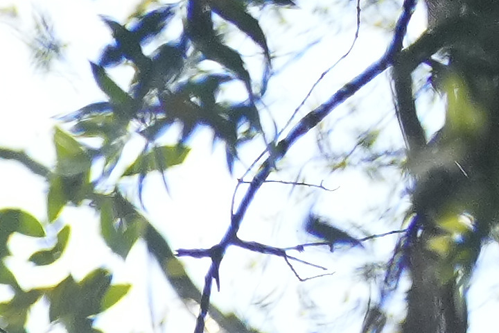 Sony 50mm f/1.2GM 鏡頭製造技術的實力展現