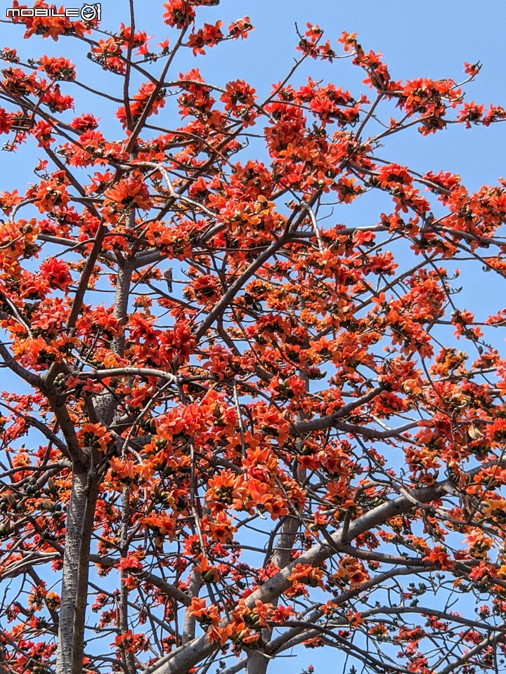 木棉花+紅瓶刷 台南市東區巴克禮公園 03/06