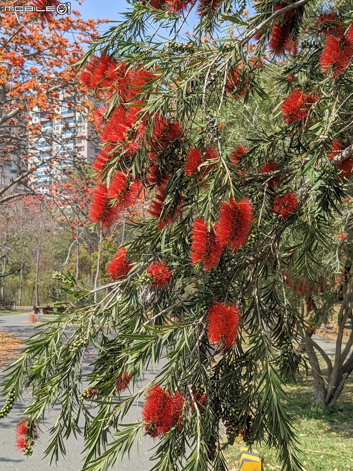 木棉花+紅瓶刷 台南市東區巴克禮公園 03/06