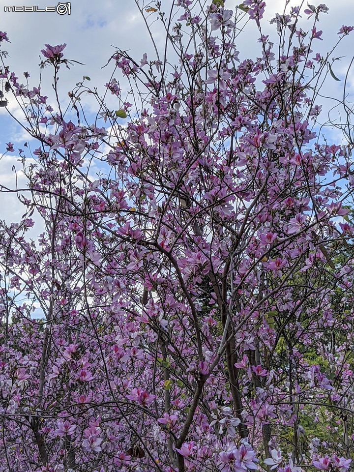 羊蹄甲 台南市北區公園路台南公園 03/06