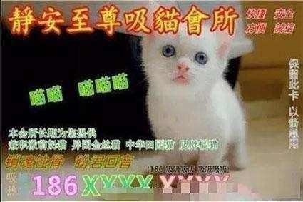 我養貓的原因 看了不要意外 也不要罵我變態