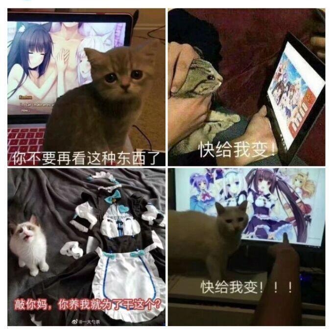 我養貓的原因 看了不要意外 也不要罵我變態