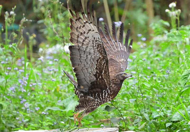 點我看大圖 Nikon D6+556PF蜂鷹的追焦,以D6立下的追焦標準,樂見將來Z9能超越這標準。