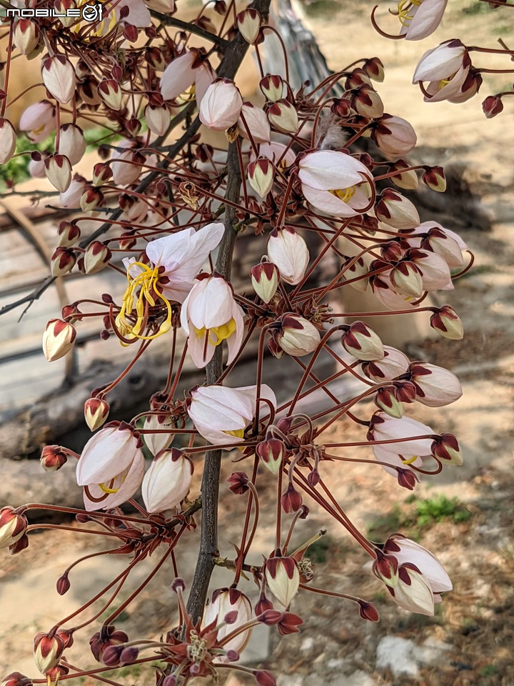 花旗木 台南市永康區忠孝運動公園 03/20