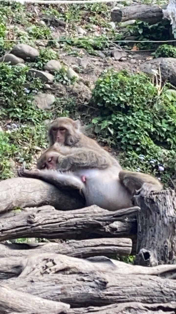 台中大坑看獼猴～