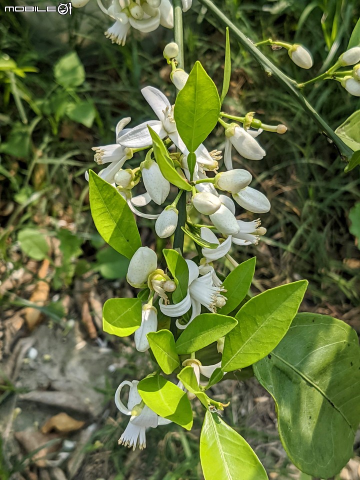 兔兒菜+柑橘花 台南市佳里區佳福寺 02/27