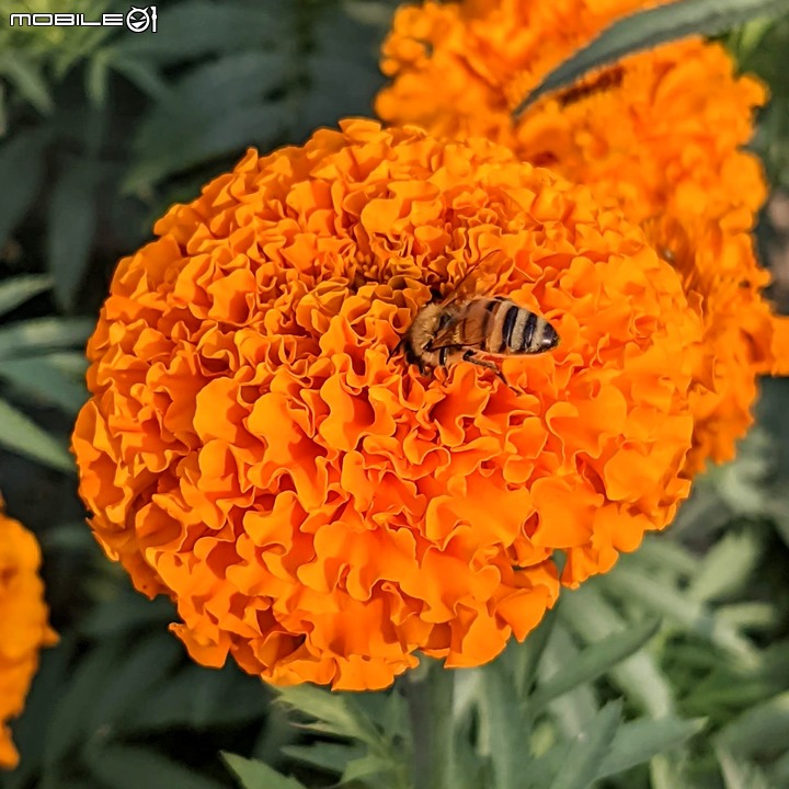 蜀葵花 台南市學甲區光華里 03/20