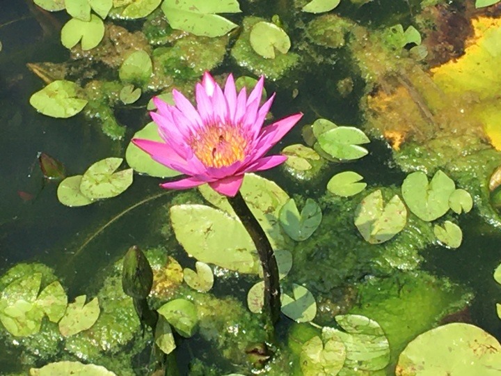 騎遊全球最美木棉花道在白河