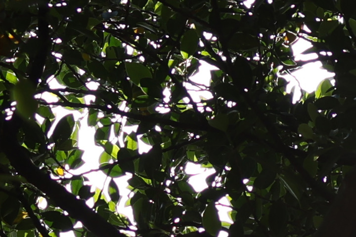 Canon RF 70-200mm f/4L IS USM 評測報告｜面面俱到的新世代小三元！