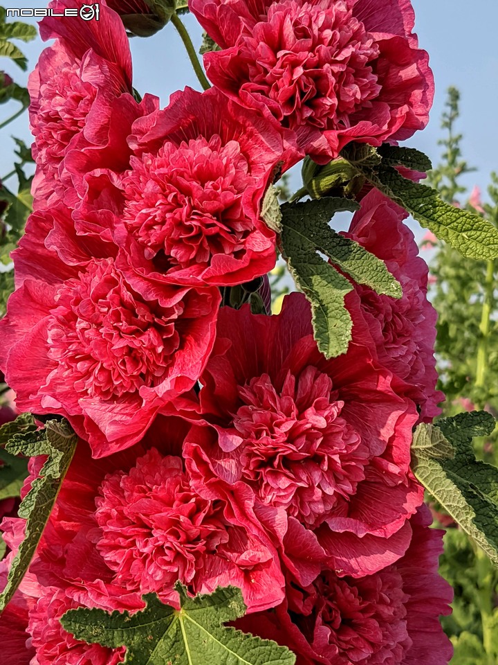 蜀葵花 台南市學甲區光華里 03/20