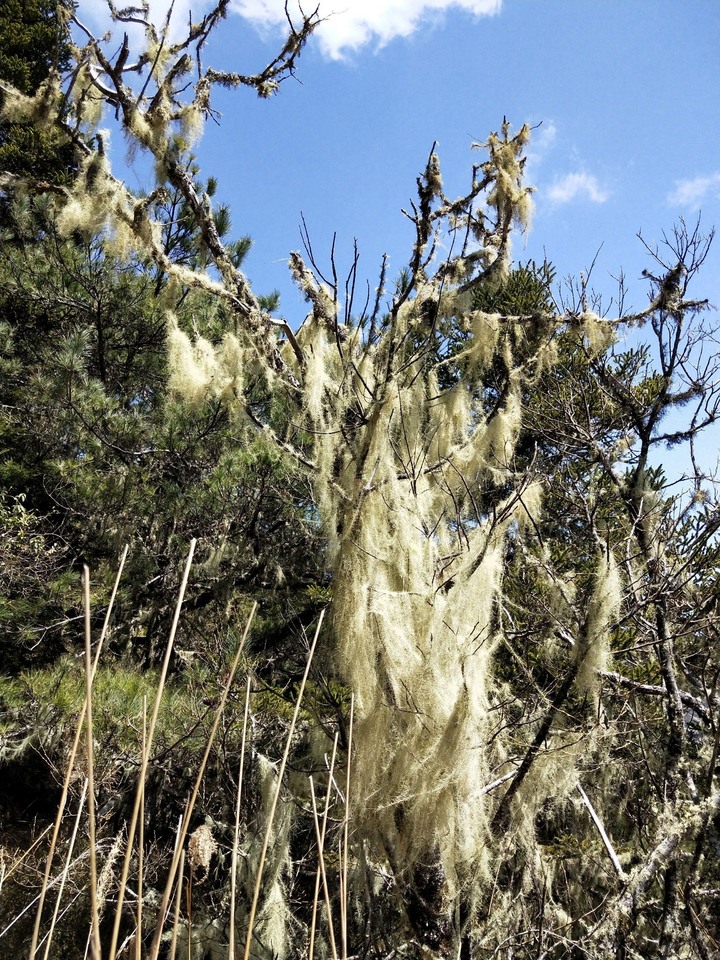 百岳的起點 羊頭山