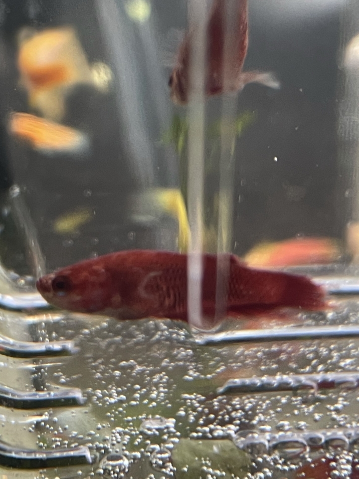 請問這是白點病嗎