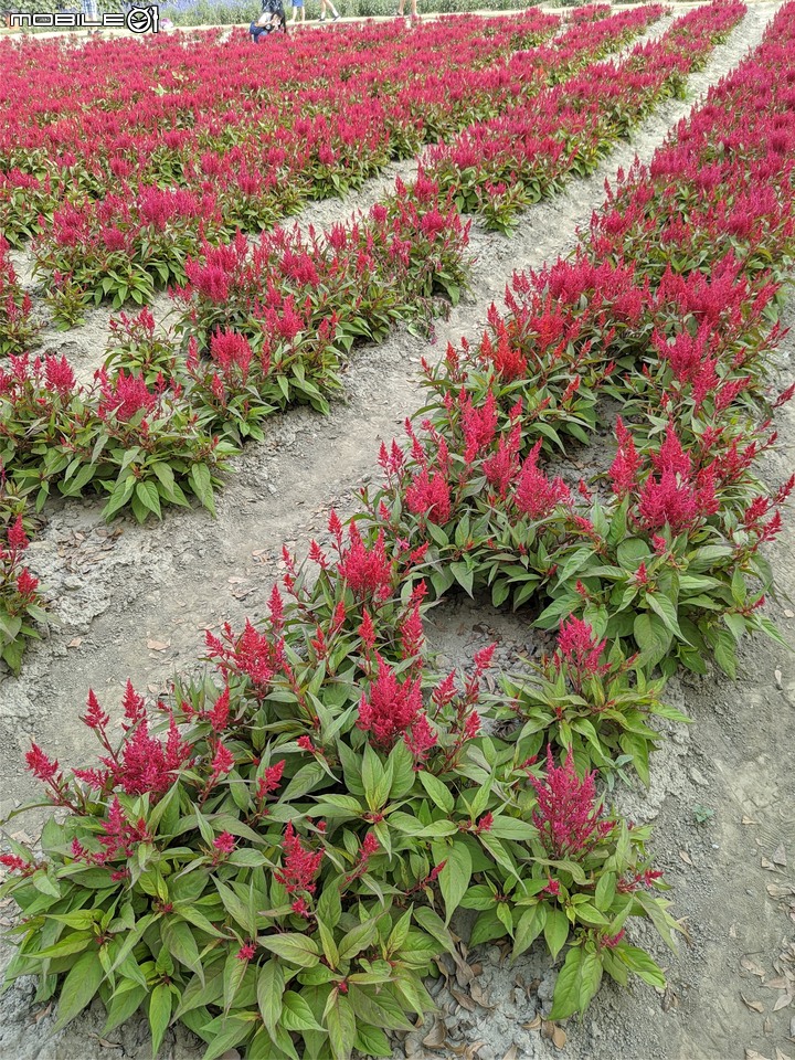 蜀葵花 台南市學甲區光華里 03/20