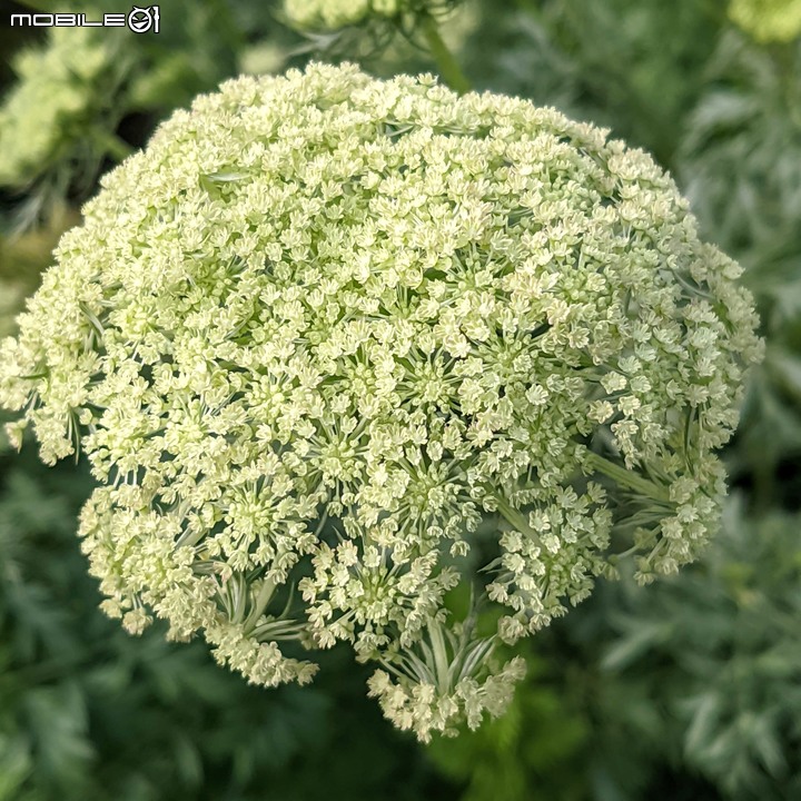 紅蘿蔔花 台南市西港區中央公園 02/27