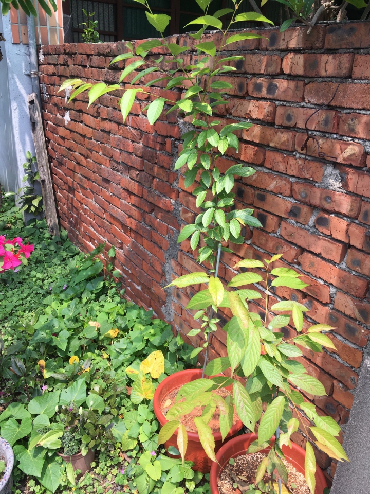 櫻花苗葉子紅褐