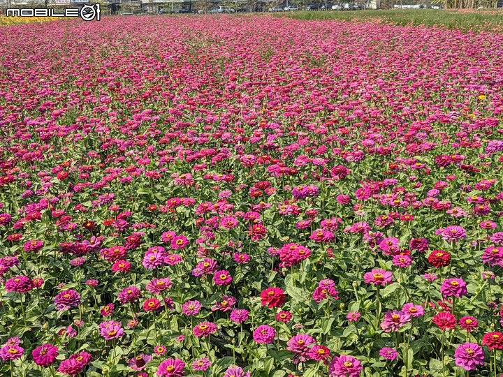 百日菊+大波斯菊 台南市鹽水區信義路 02/27