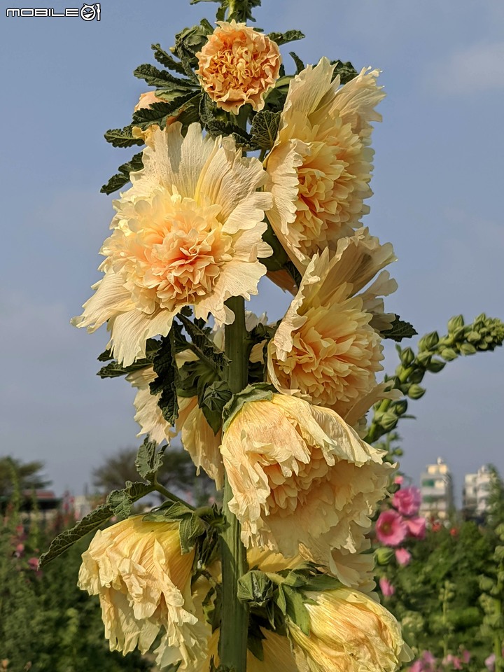 蜀葵花 台南市學甲區光華里 03/20