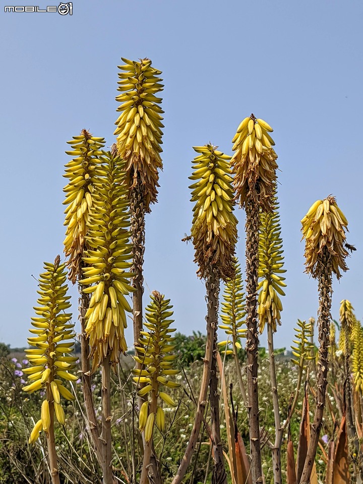蘆薈花 台南市安南區清新蘆薈園 03/13