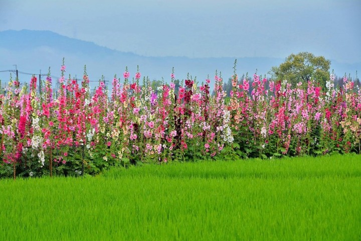 萬株花海爭奇鬥艷！員林蜀葵花季免費入園，憑發票再抽電視！