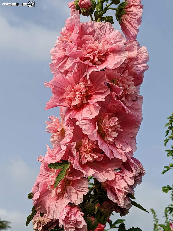 蜀葵花 台南市學甲區光華里 03/20