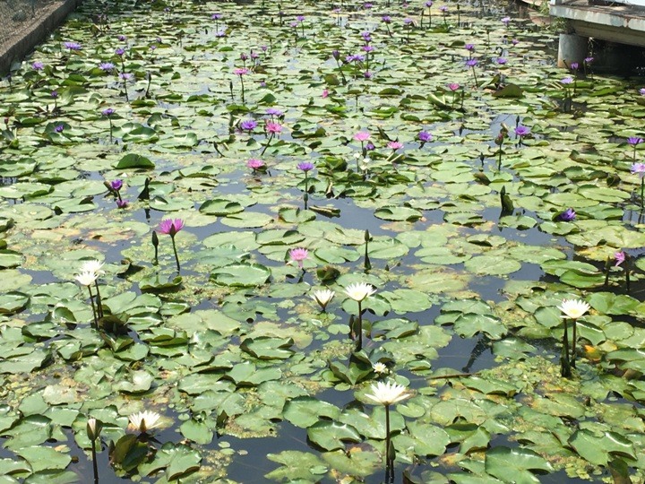 騎遊全球最美木棉花道在白河