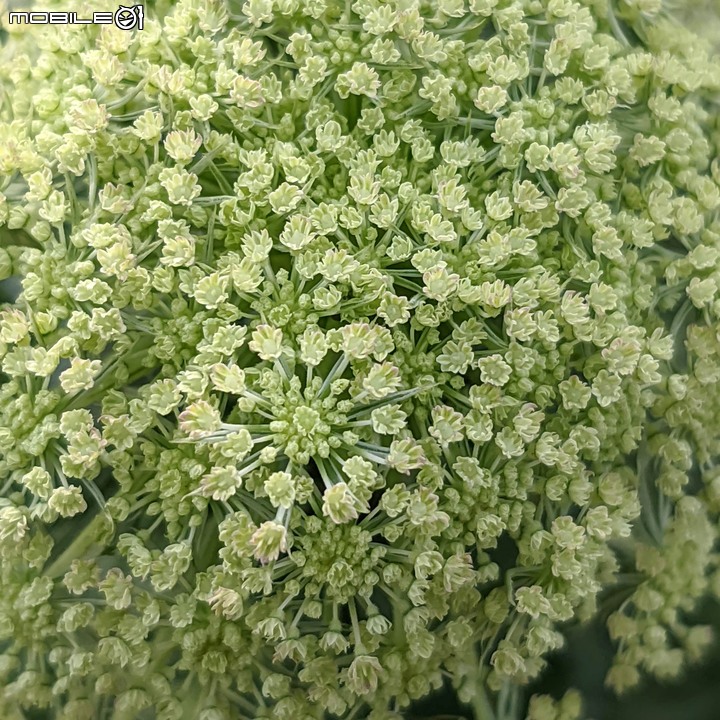 紅蘿蔔花 台南市西港區中央公園 02/27