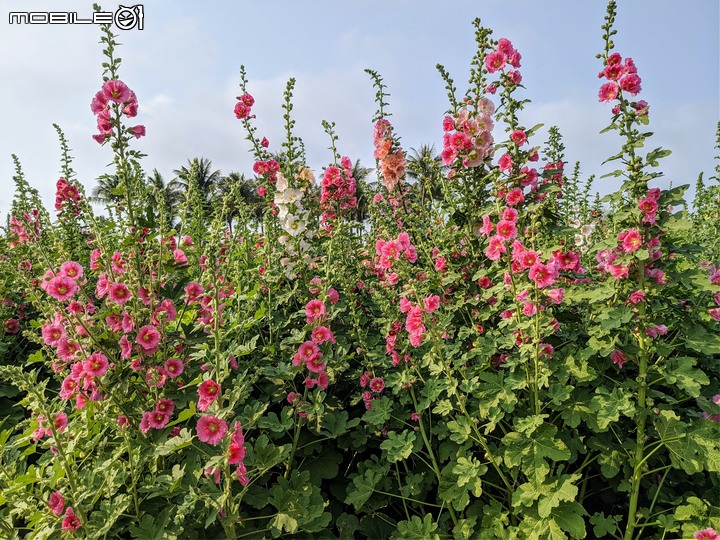 蜀葵花 台南市學甲區光華里 03/20
